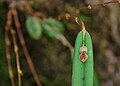 Lepanthes mucronata