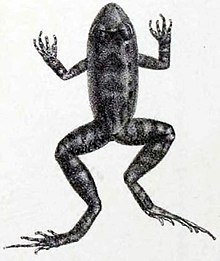 Leptodactylus discodactylus Boulenger, 1884.jpg