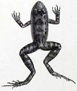 <i>Leptodactylus discodactylus</i> Species of frog
