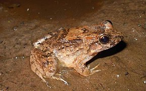 Beskrivelse af Leptodactylus petersii.jpg-billedet.