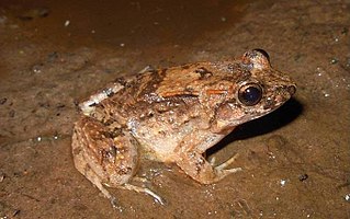 <i>Leptodactylus petersii</i>