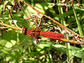 Füergoldpeerd (Heken Crocothemis erythraea)