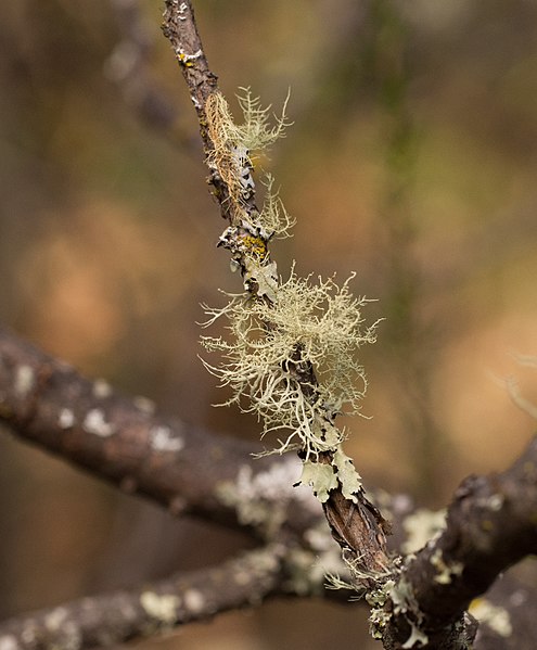 File:Lichens (01908).jpg