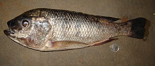 <i>Oreochromis lidole</i> Species of fish