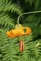   Lilium columbianum