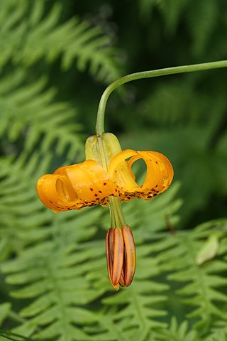 <i>Lilium columbianum</i> Species of lily