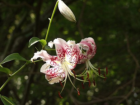 Lilium speciosum.jpg