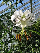 Lilium taliense