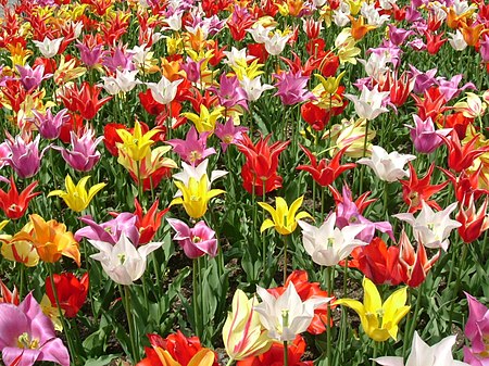 Tập tin:Lily flowered tulip.jpg