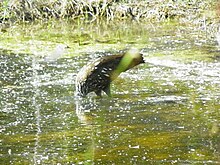 Limpkin searching underwater for food Limpkin Fishing.JPG