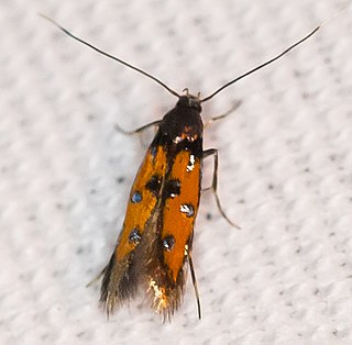 <i>Chrysoclista linneella</i> Species of moth