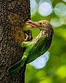 Image 35The lineated barbet (Psilopogon lineatus) is an Asian barbet native to the Terai, the Brahmaputra basin to Southeast Asia. It is a frugivore and nests in holes of tree trunks. The pictured specimen was photographed at National Botanical Gardens, Dhaka. Photo Credit: Nafis Ameen