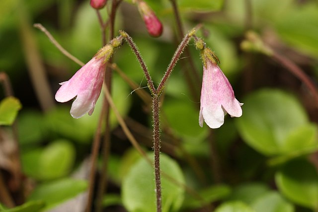 Linnea borealis, ett exempel på en växt. 