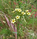 Miniatura per Linum strictum