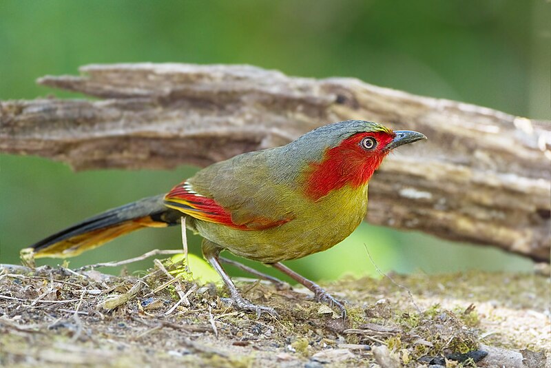 File:Liocichla phoenicea - Chiang Mai.jpg