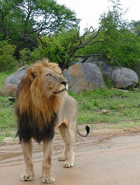 File:Lion (Panthera leo) looking up (maybe a leopard in a tree) ... (50133476633).jpg