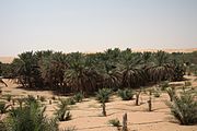 Palmera de dàtils a l'oasi de Liwa (Abu Dhabi)