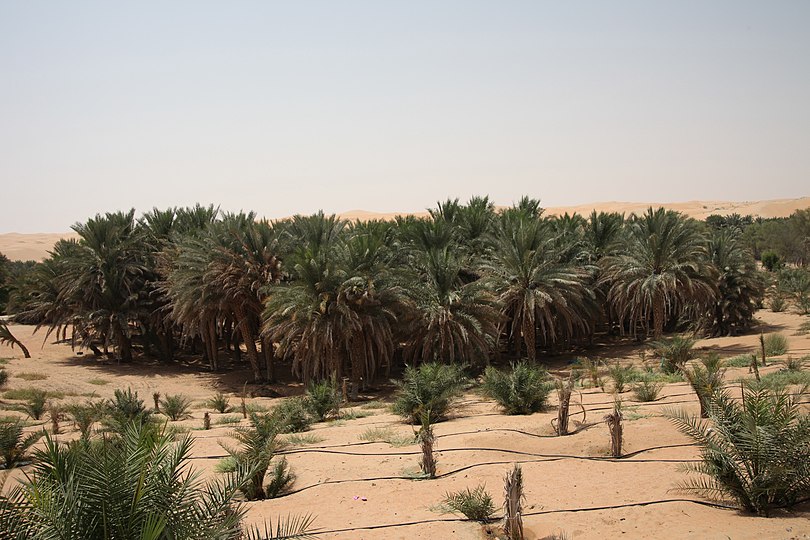 Date palm trees in Liwa Oasis