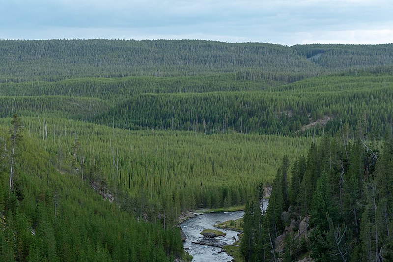 File:Lodgepole pine regrowth after 1988 fire along Gibbon River (3e797904-1dc9-475b-aefa-a60a60b9b3f9).jpg