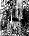 Loggers on springboards with felling axes and crosscut saw, Washington, 1906 (INDOCC 42).jpg