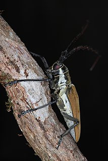 <i>Batocera numitor</i> Species of beetle