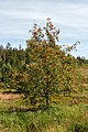 * Nomination Sorbus aucuparia L., 1753 (Rowan), Lothar Path, Black Forest National Park, Germany --Llez 05:23, 8 August 2020 (UTC) * Promotion  Support Good quality.--Famberhorst 05:34, 8 August 2020 (UTC)