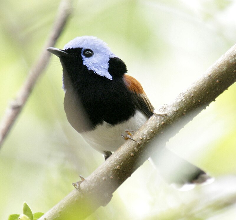 Lovely fairywren - Wikipedia