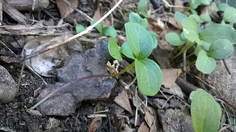 File:Lunaria annua seedlings 1.jpg