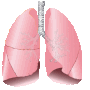 Thumbnail for File:Lungs.gif