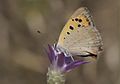 Lycaena phlaeas Small Copper Benekli Bakırgüzeli