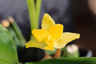 <i>Lycaste cruenta</i> Species of orchid