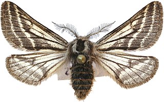 <i>Lycia zonaria</i> Species of moth