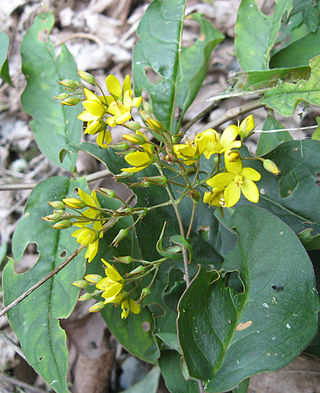 <i>Lysimachia fraseri</i> Species of flowering plant