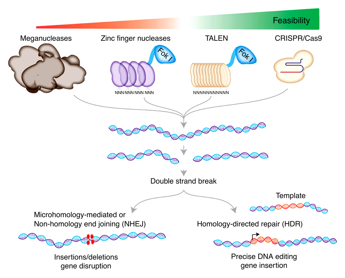 Genome editing