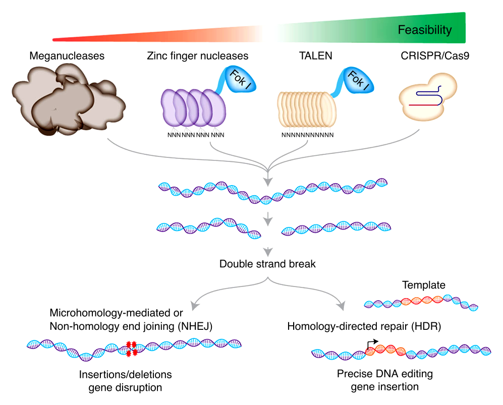 Genome Editing-avatar