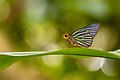 * Nomination Close wing of Pirdana major Evans, 1932 - Himalayan Green-striped Palmer. (by Sourabh.biswas003) --Atudu 07:36, 9 June 2022 (UTC) * Decline  Oppose Sorry! Too much noise. --Steindy 19:12, 9 June 2022 (UTC)