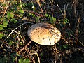 Macrolepiota procera (O Grove)