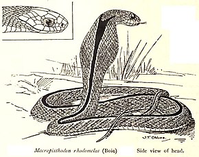 Descrierea imaginii MacropisthodonRhodomelasRooij.jpg.