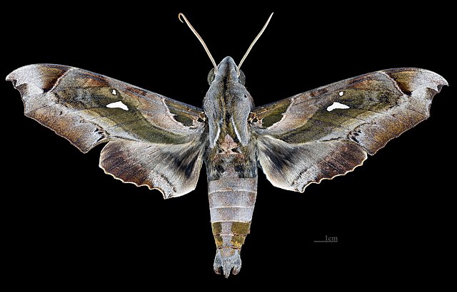 Sưu tập Bộ cánh vẩy  - Page 42 640px-Madoryx_plutonius_dentatus_MHNT_CUT_2010_0_298_Colombia_male_dorsal