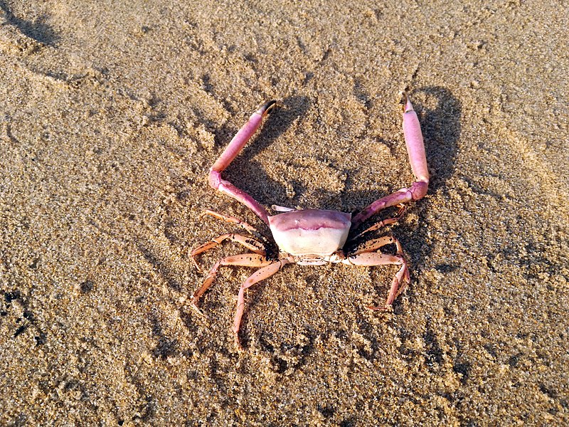 File:Magenta crab (Italy) (7).jpg