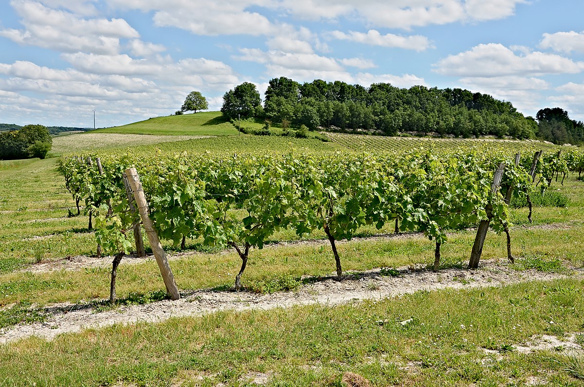 Des vignes