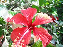 A Hibiscus flower in Rizal