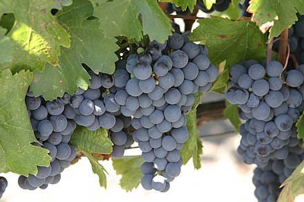 Malbec can be highly susceptible to coulure but newer clones are being produced with less sensitivity. Malbec grapes.jpg