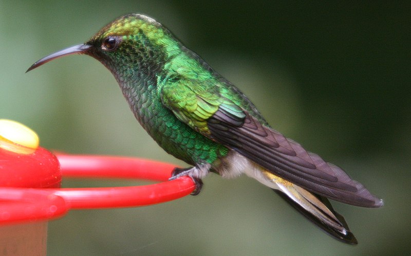 File:Male Elvira cupreiceps at feeder - closeup.jpg