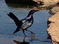 Male Long-Tailed Grackle walking through the water.