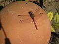 On a pottery sphere in the sun