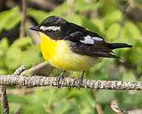 Erkak sariq taniqli flycatcher (Ficedula zanthopygia) Koreya may 2012.jpg