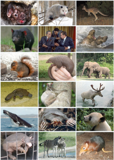 Įvairių žinduolių pavyzdžiai nuotraukose