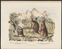 Wallabys aus The Mammals of Australia