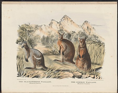 Mammals of Australia (Krefft) Nla.obj-33627803-13 The Black-striped Wallaby and the Common Wallaby.jpg